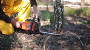 Best Lawn Disease Treatment  in Lake Don Pedro, CA