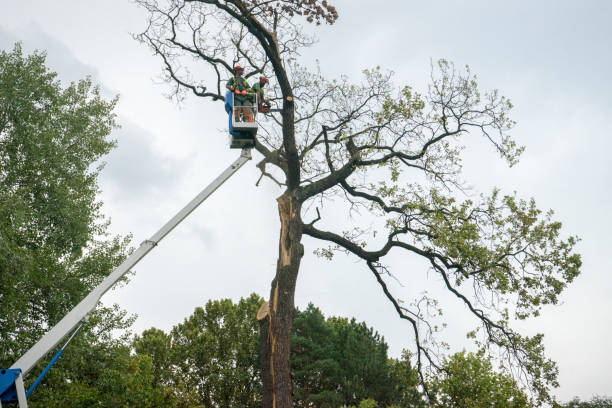 Reliable Lake Don Pedro, CA Tree Removal Solutions