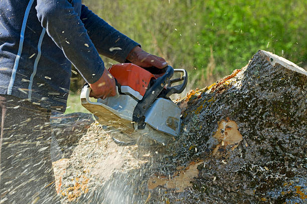 Best Tree Cabling and Bracing  in Lake Don Pedro, CA